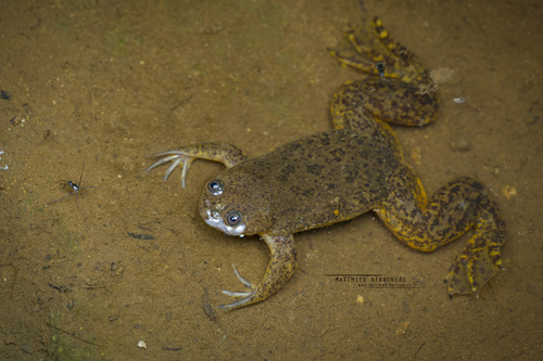 Lake Victoria Clawed Frog