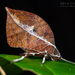 Typophyllum trapeziforme - Photo (c) Frank Deschandol, all rights reserved, uploaded by Frank Deschandol