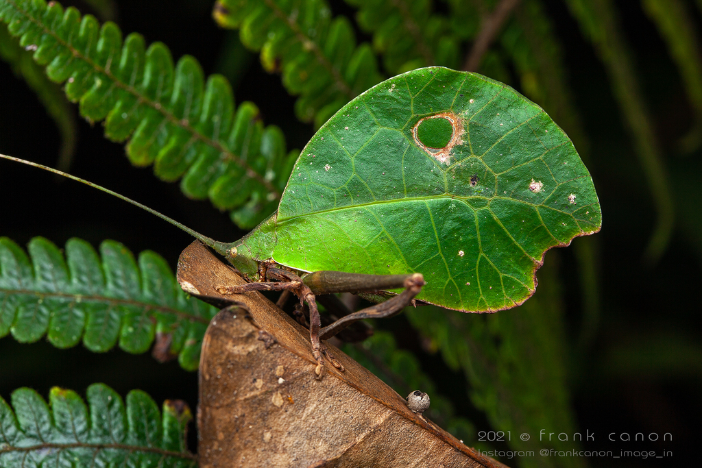 Typophyllum Mortuifolium From Roura, Guyane Française On January 19 