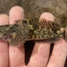 Cottus asper - Photo (c) prickly_sculpin, todos os direitos reservados, enviado por prickly_sculpin