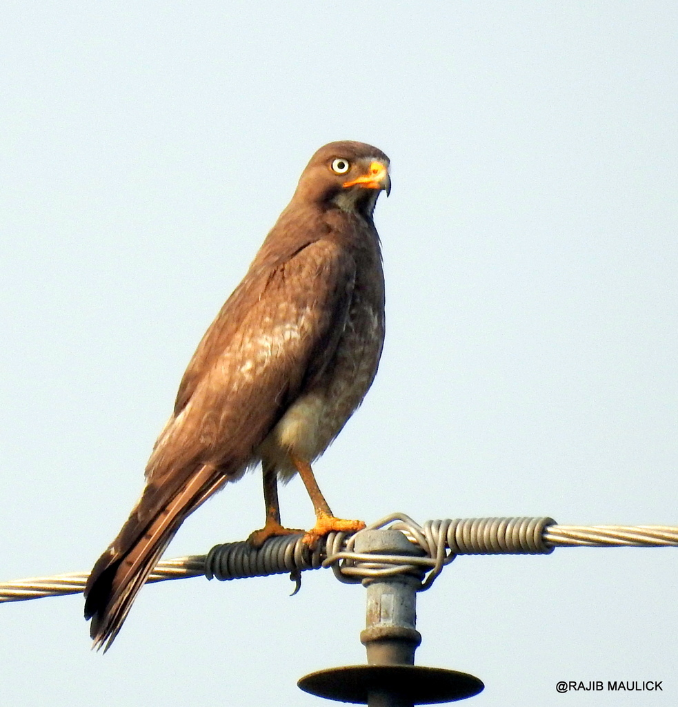 white eyed buzzard