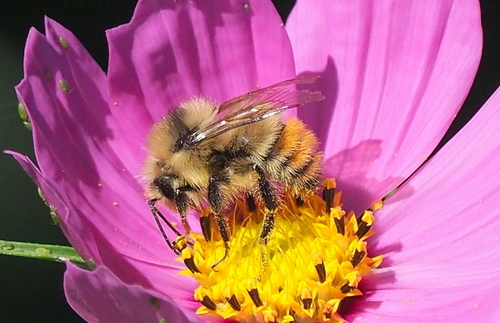 Great Basin Bumble Bee