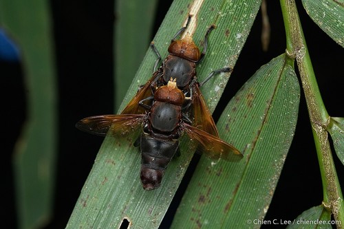 Senapi Insect Senaspis flaviceps · iNaturalist