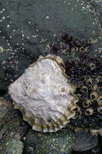 Pacific Oyster