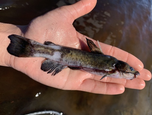 Snail Bullhead