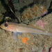 Blackeye Goby - Photo (c) J. Stauffer, all rights reserved, uploaded by J. Stauffer