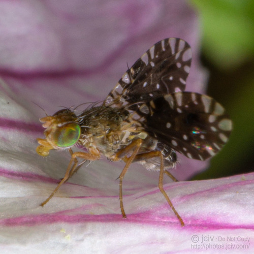 Dyseuaresta sobrinata