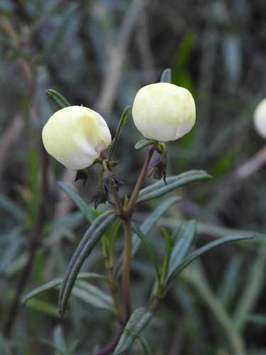 Calceolaria hyssopifolia Kunth