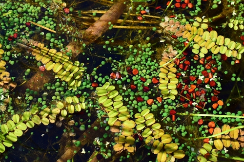 floating fern
