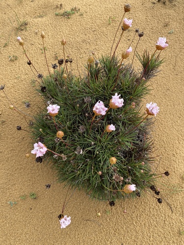 Sea Rose