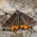 Light Orange Underwing - Photo (c) Linné's Nightmare, all rights reserved, uploaded by Linné's Nightmare