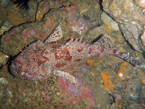 California Scorpionfish