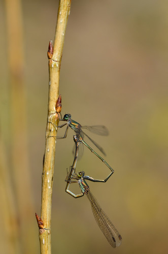 Eastern Willow Spreadwing