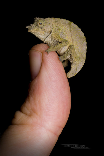 Boulenger’s pygmy chameleon