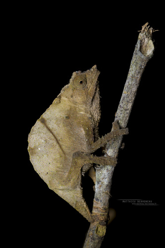 Boulenger’s pygmy chameleon