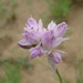 Allium bidentatum - Photo (c) Oyuntsetseg Batlai, todos los derechos reservados, subido por Oyuntsetseg Batlai