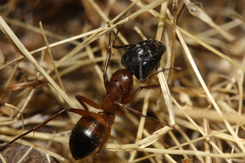 iNaturalist observation photo of Bicolored Carpenter Ant