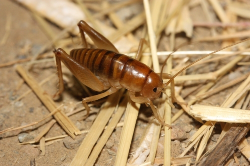iNaturalist observation photo of California Camel Cricket