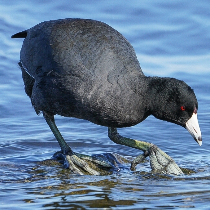 American Coot