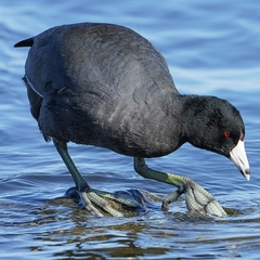 American Coot - Photo (c) arachphotobia, all rights reserved, uploaded by arachphotobia