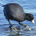 American Coot - Photo (c) arachphotobia, all rights reserved, uploaded by arachphotobia