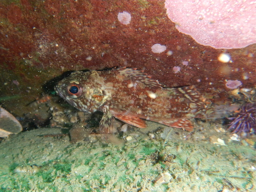 Vermilion Rockfish