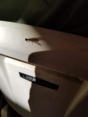 iNaturalist observation photo of Common Snakeflies