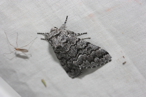 iNaturalist observation photo of Western Panthea Moth
