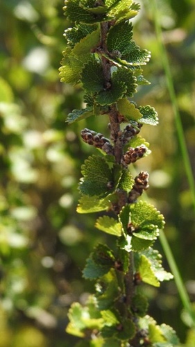 Newfoundland dwarf birch