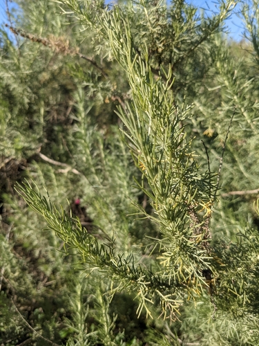 iNaturalist observation photo of California sagebrush