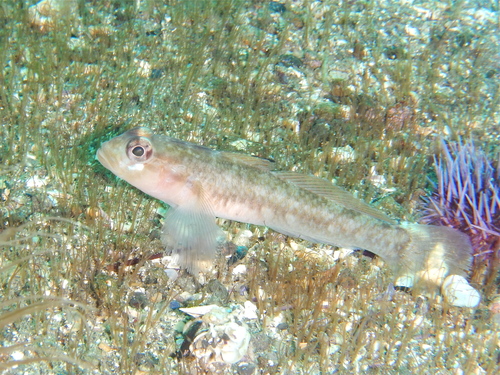 Blackeye Goby
