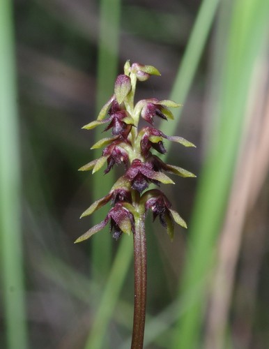 Genoplesium ruppii · iNaturalist