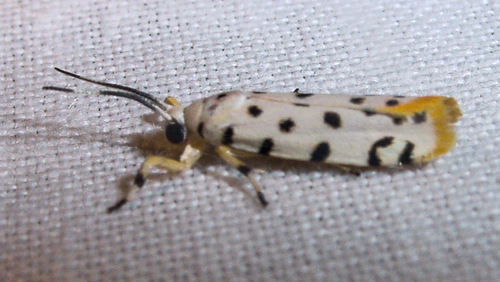Epeiromulona hamata