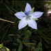 Lomatogonium - Photo (c) Bayarbayasgalan Javzankhorloo, todos los derechos reservados, subido por Bayarbayasgalan Javzankhorloo