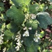 Ribes indecorum - Photo 由 Brit Davis 所上傳的 (c) Brit Davis，保留所有權利