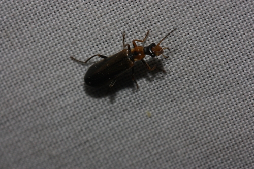 iNaturalist observation photo of Dichelotarsus cavicollis