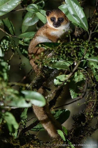 Groves's Dwarf Lemur