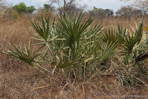 Ilala palm