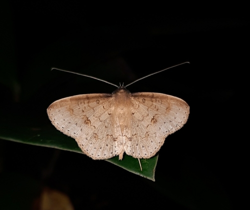 Ctypansa inconstans