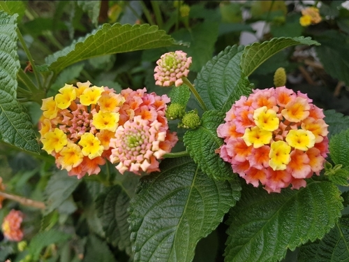 Lantanas (Genus Lantana) · iNaturalist