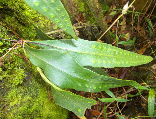 Bigfruit Scaly Polypody