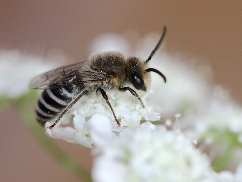 Colletes ligatus