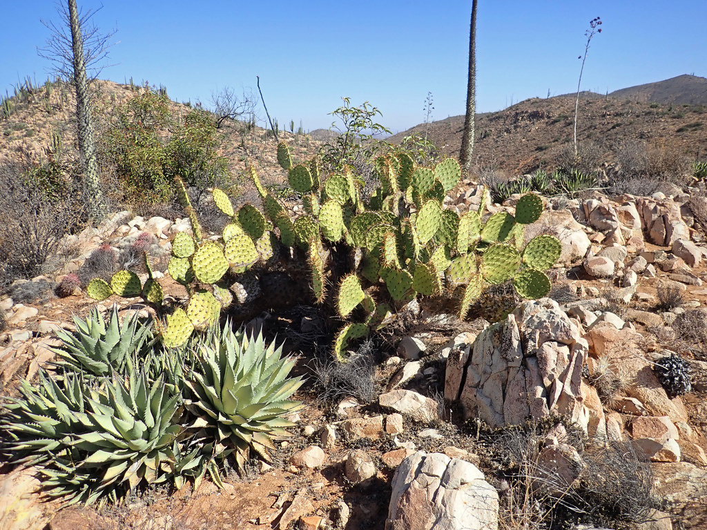 Opuntia clarkiorum