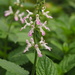 Stachys geobombycis - Photo (c) 小铖/Smalltown, all rights reserved, uploaded by 小铖/Smalltown