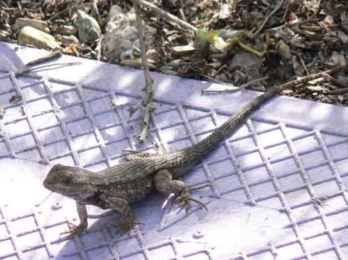 iNaturalist observation photo of Western Fence Lizard