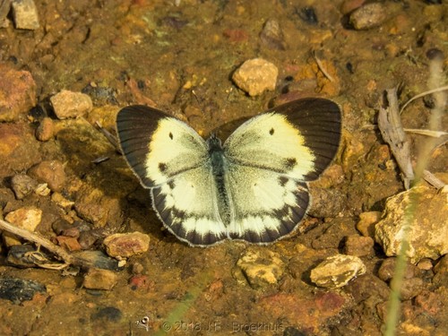 Colotis euippe euippe