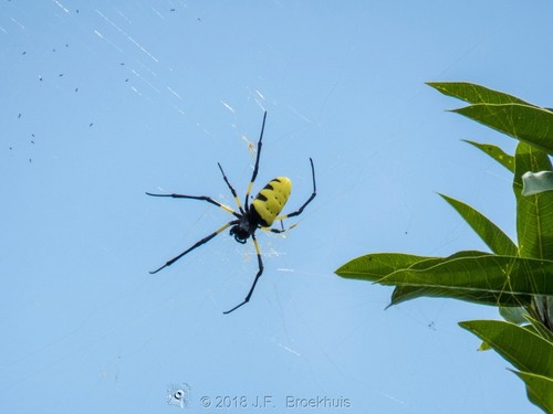 Trichonephila turneri