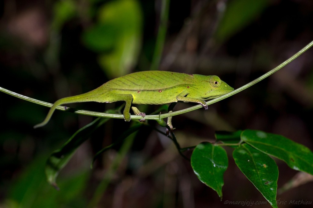 Marojejy Side-striped Chameleon in September 2013 by Éric Mathieu ...