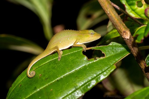 Guillaumet's Side-striped Chameleon