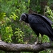 Andean Black Vulture - Photo (c) Matías Faúndez, all rights reserved, uploaded by Matías Faúndez